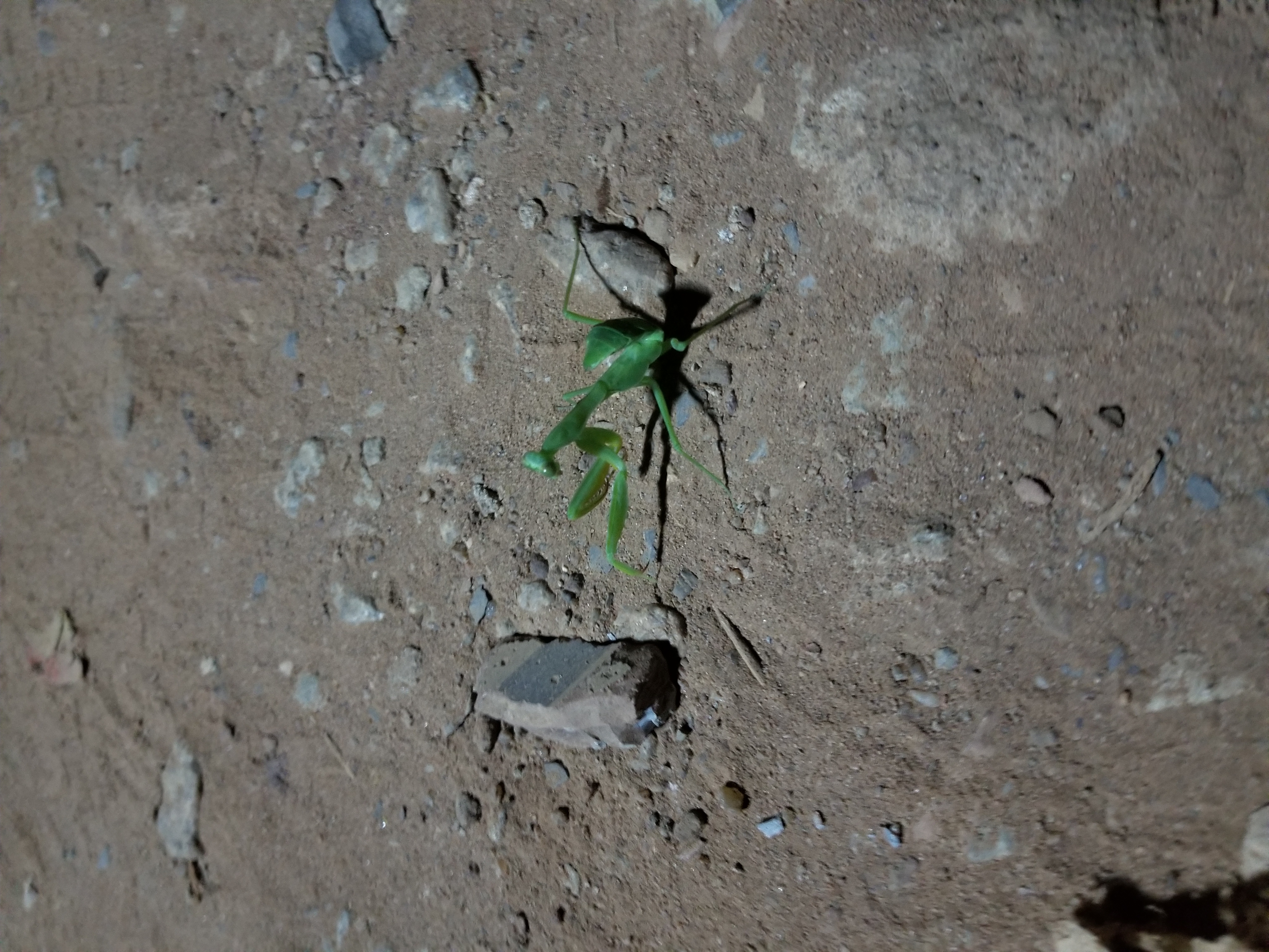 Mãos em oração — preparação